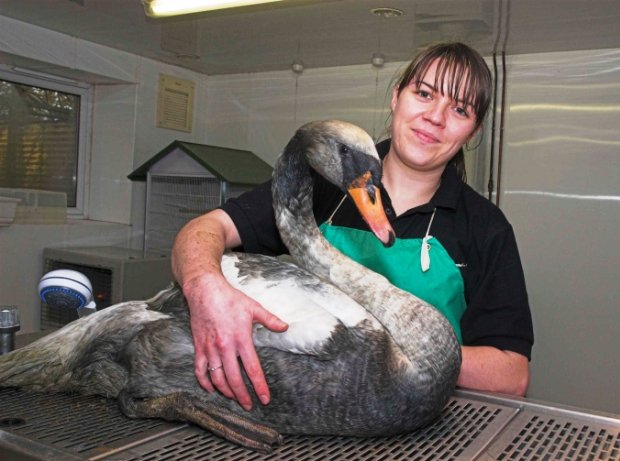Кристал Адчесон, сотрудница центра спасения дикой природы, с лебедем до его очистки