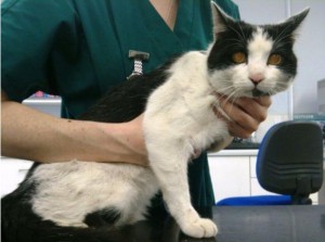 Пепеработанный кот на осмотре у ветеринара