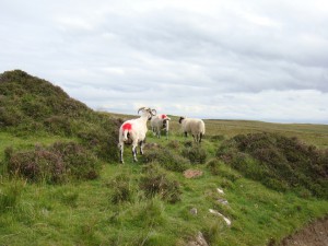 маркированные овцы